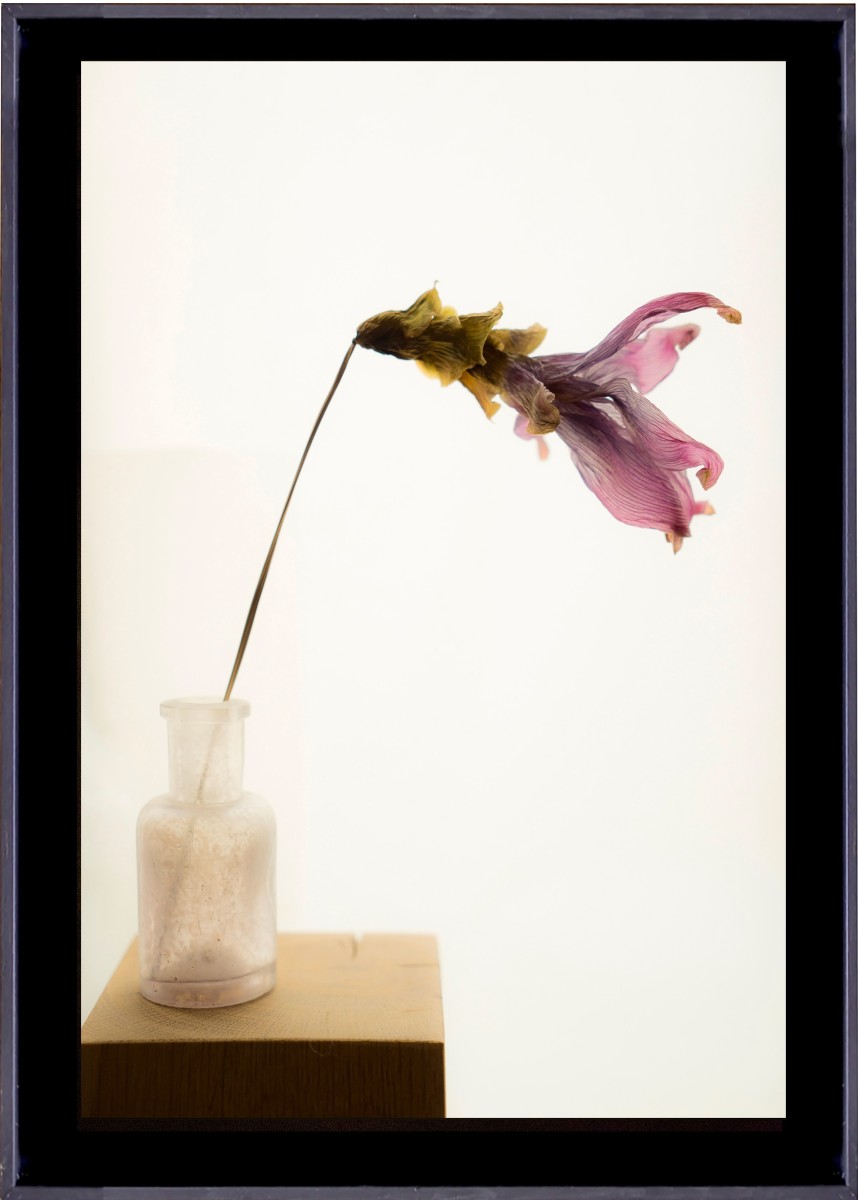 Nature morte VII, de CarmArt The Art Cycle
