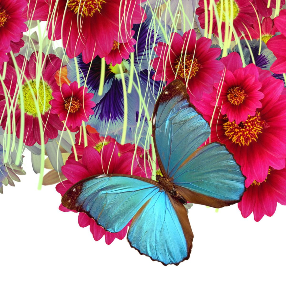 durieuerin evanescence theartcycle photo_secondaire 616069266.jpeg The Art Cycle