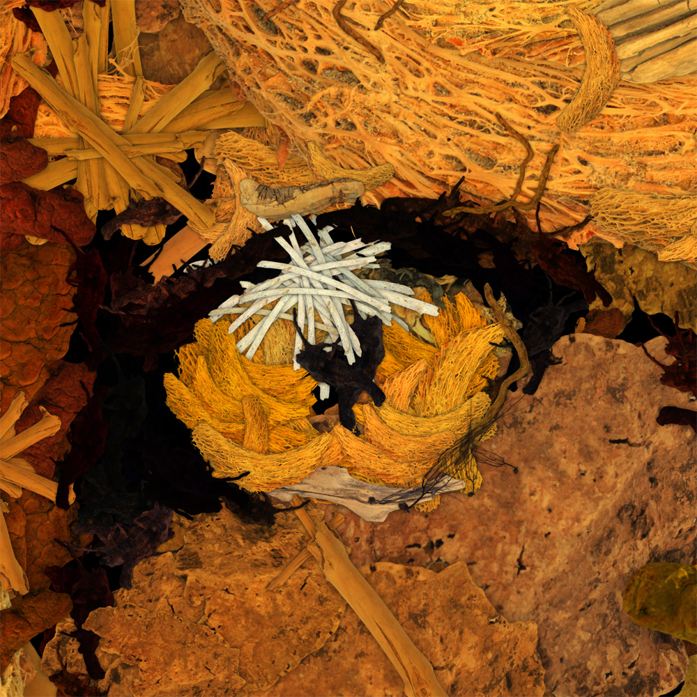 durieuerin foxoutofwoods artnumerique animaux theartcycle photo_detail_1.jpg The Art Cycle