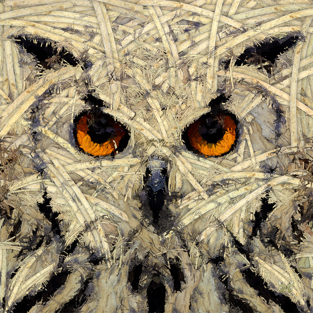 durieuerin owloutofwoods artnumerique animaux theartcycle photo_principale.jpg The Art Cycle