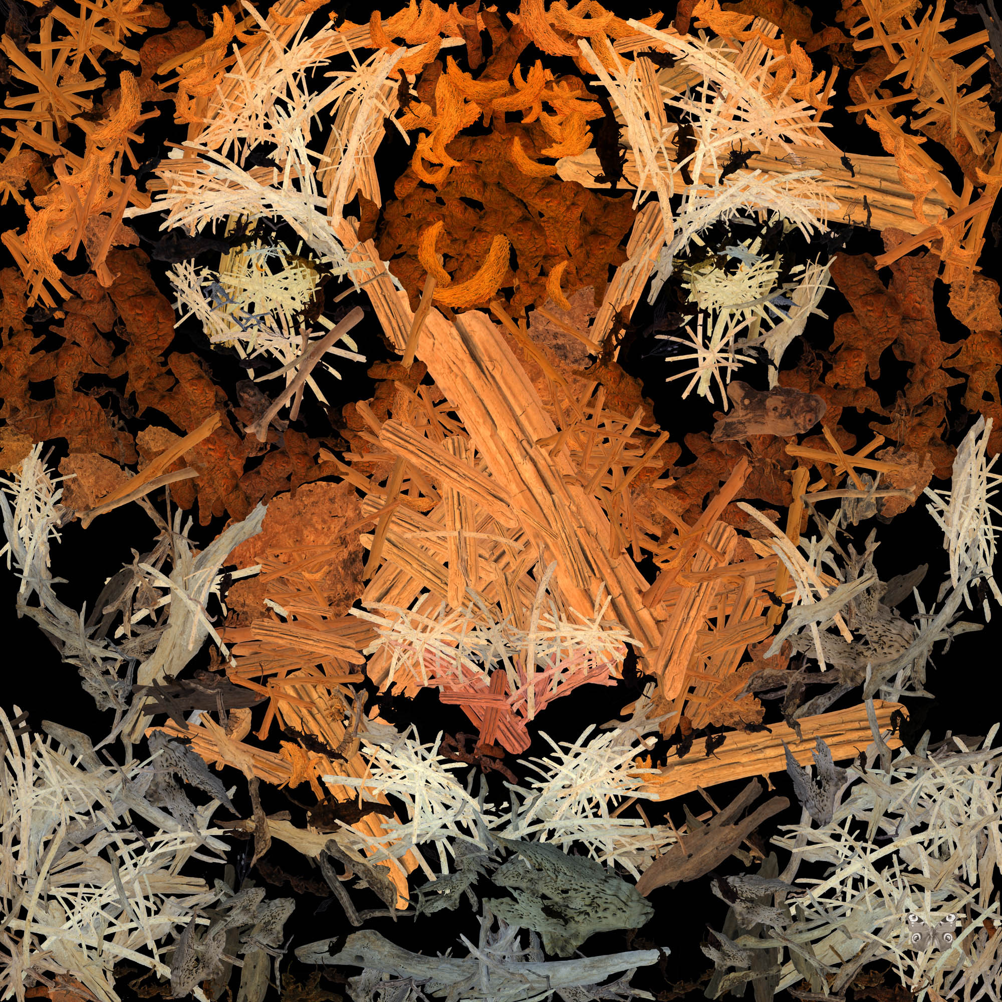 durieuerin tigeroutofwoods1 artnumerique animaux theartcycle photo_principale.jpg The Art Cycle