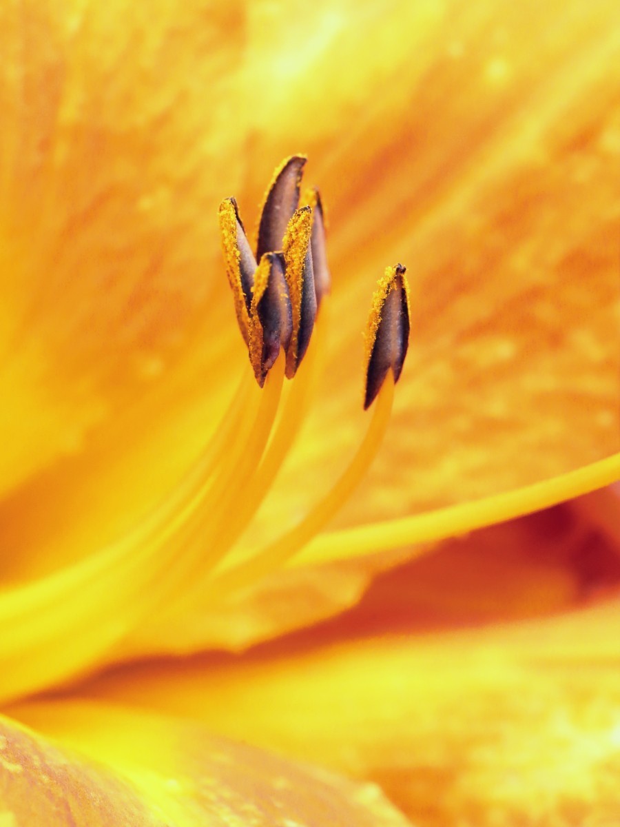 elisaguillon hemerocallis theartcycle photo_principale 1518507782.jpeg The Art Cycle