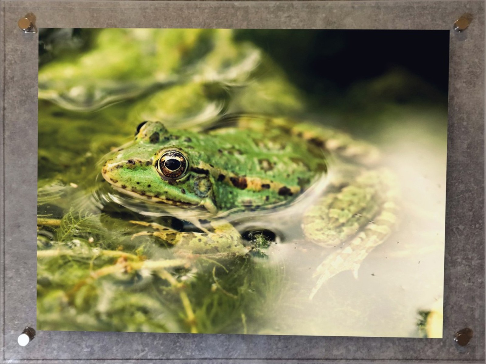 elisaguillon lagrenouille theartcycle photo_principale 1566925991.jpeg The Art Cycle