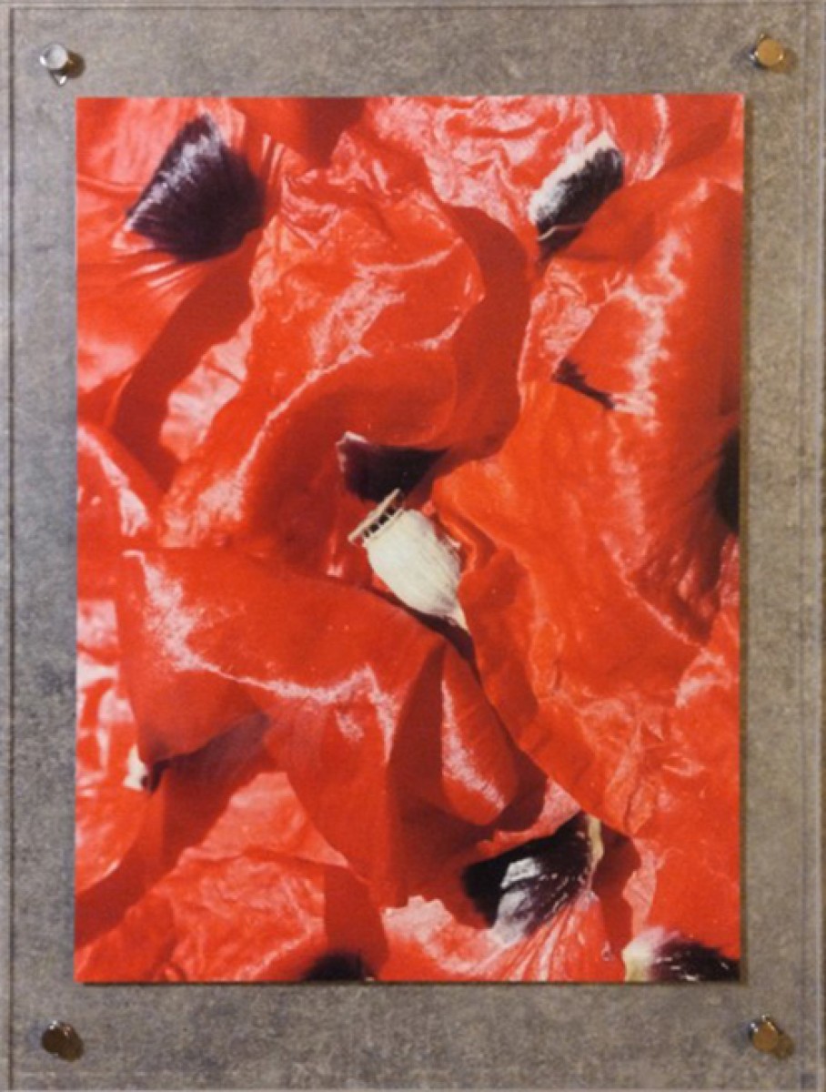 elisaguillon lecoquelicot theartcycle photo_principale 1924279272.jpeg The Art Cycle