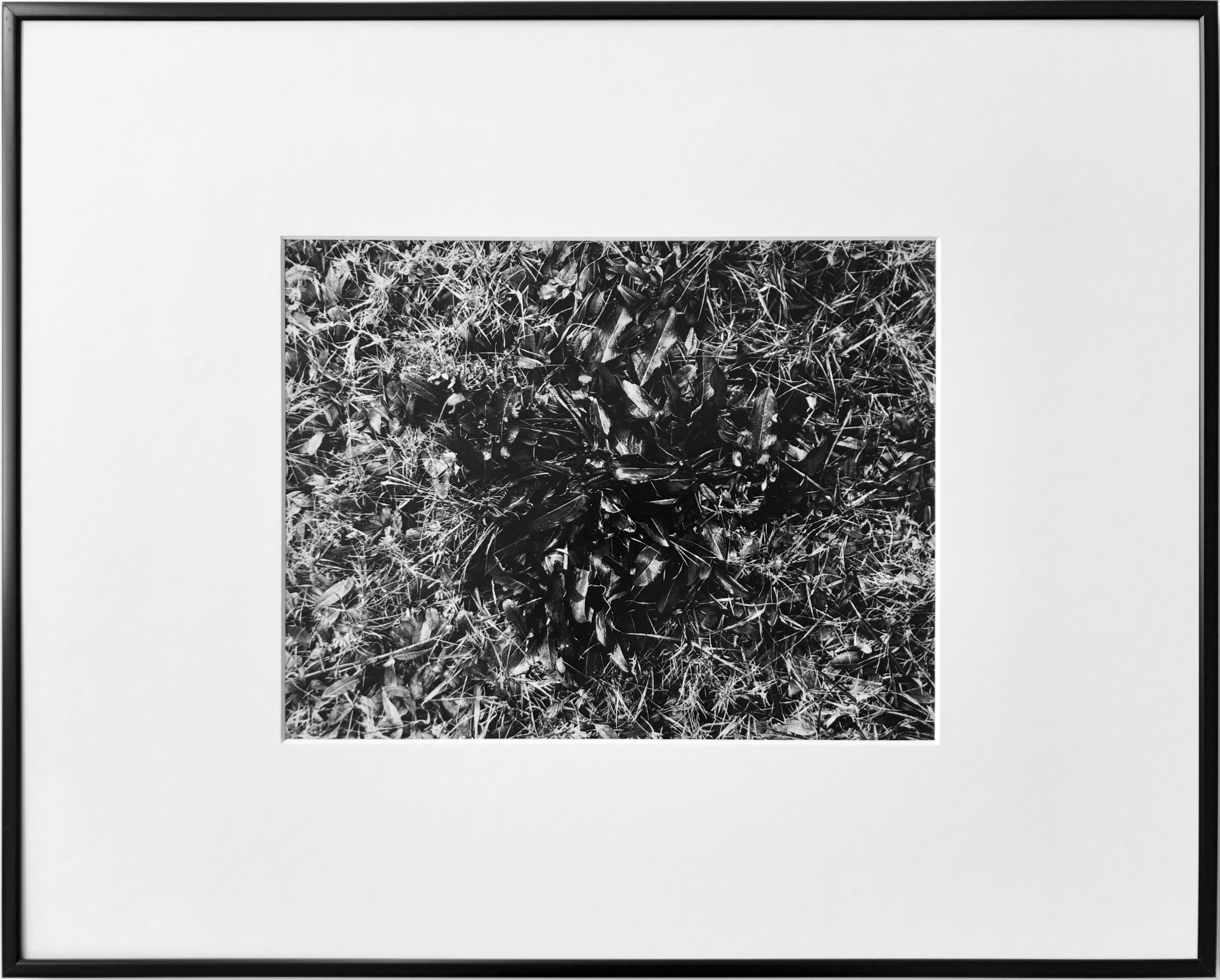 ericbonnenfant vegetal13 photographie abstrait theartcycle photo_principale.jpg The Art Cycle