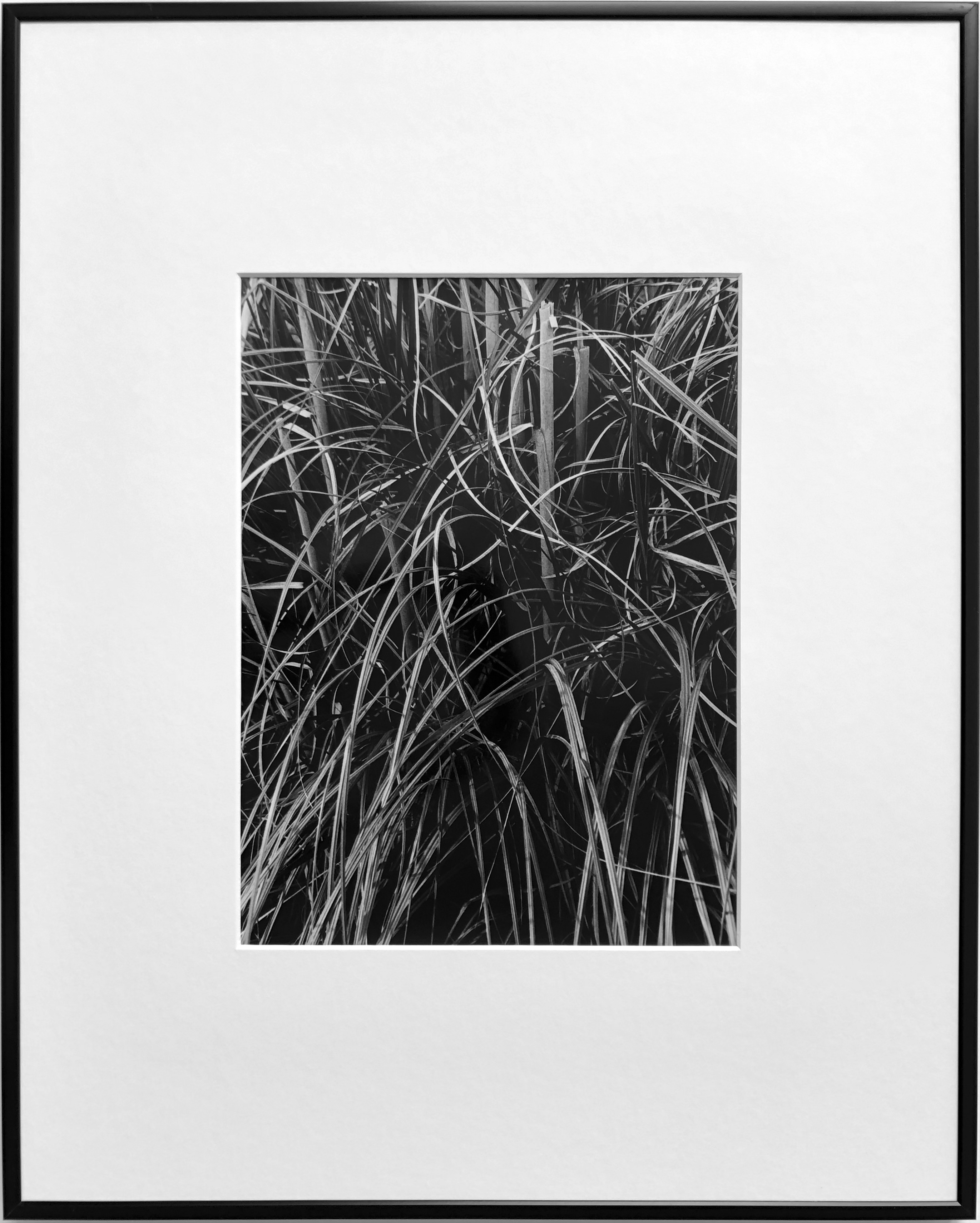 ericbonnenfant vegetal15arabesques photographie abstrait theartcycle photo_principale.jpg The Art Cycle