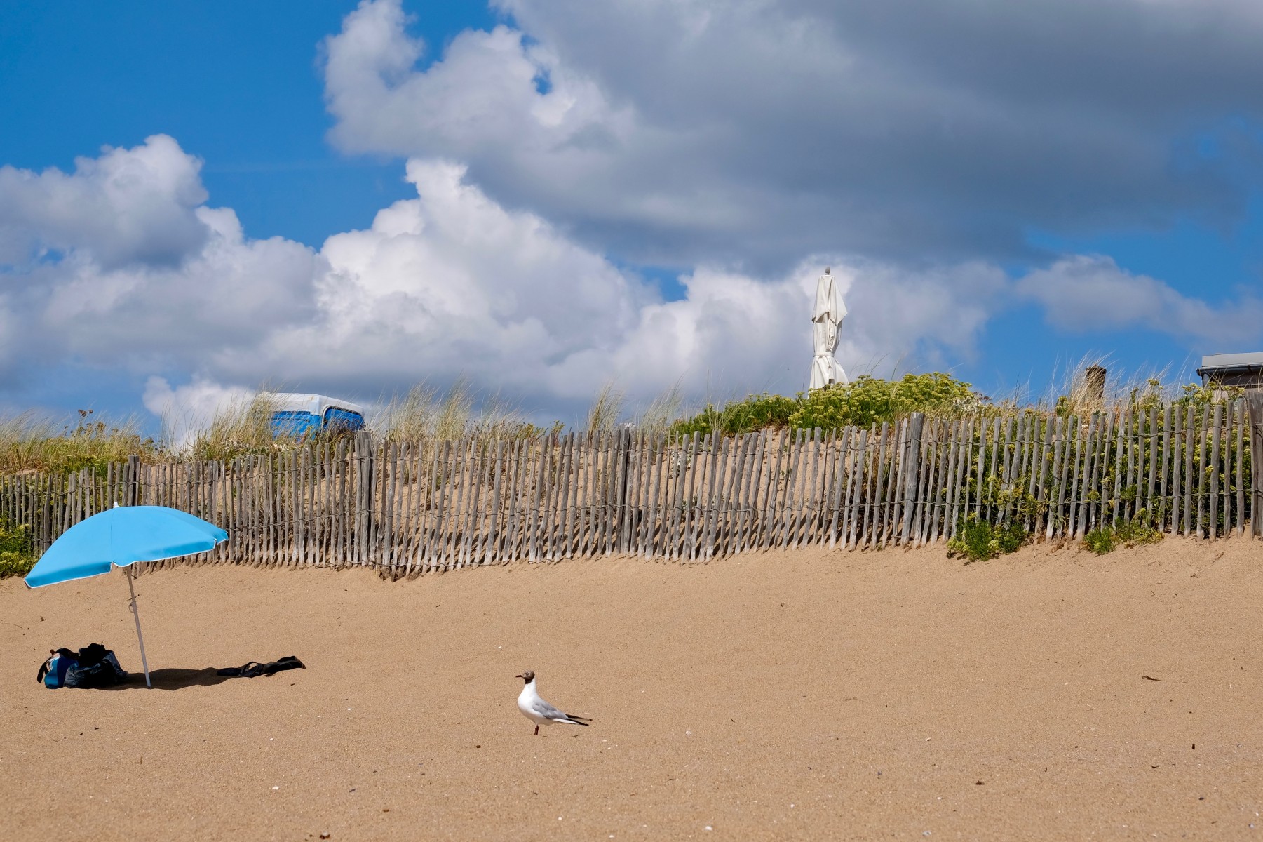 La mouette, de Eve Pinel The Art Cycle