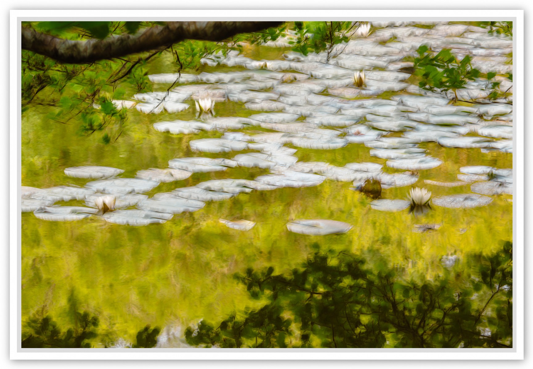 Les nénuphars : effet de midi ensoleillé, de Fan LI The Art Cycle