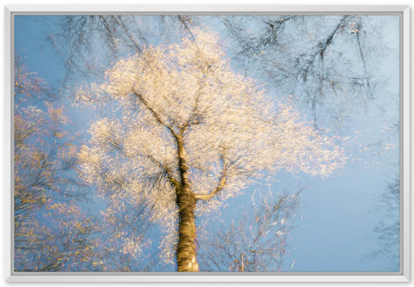 Prunier en fleur, de Fan LI The Art Cycle
