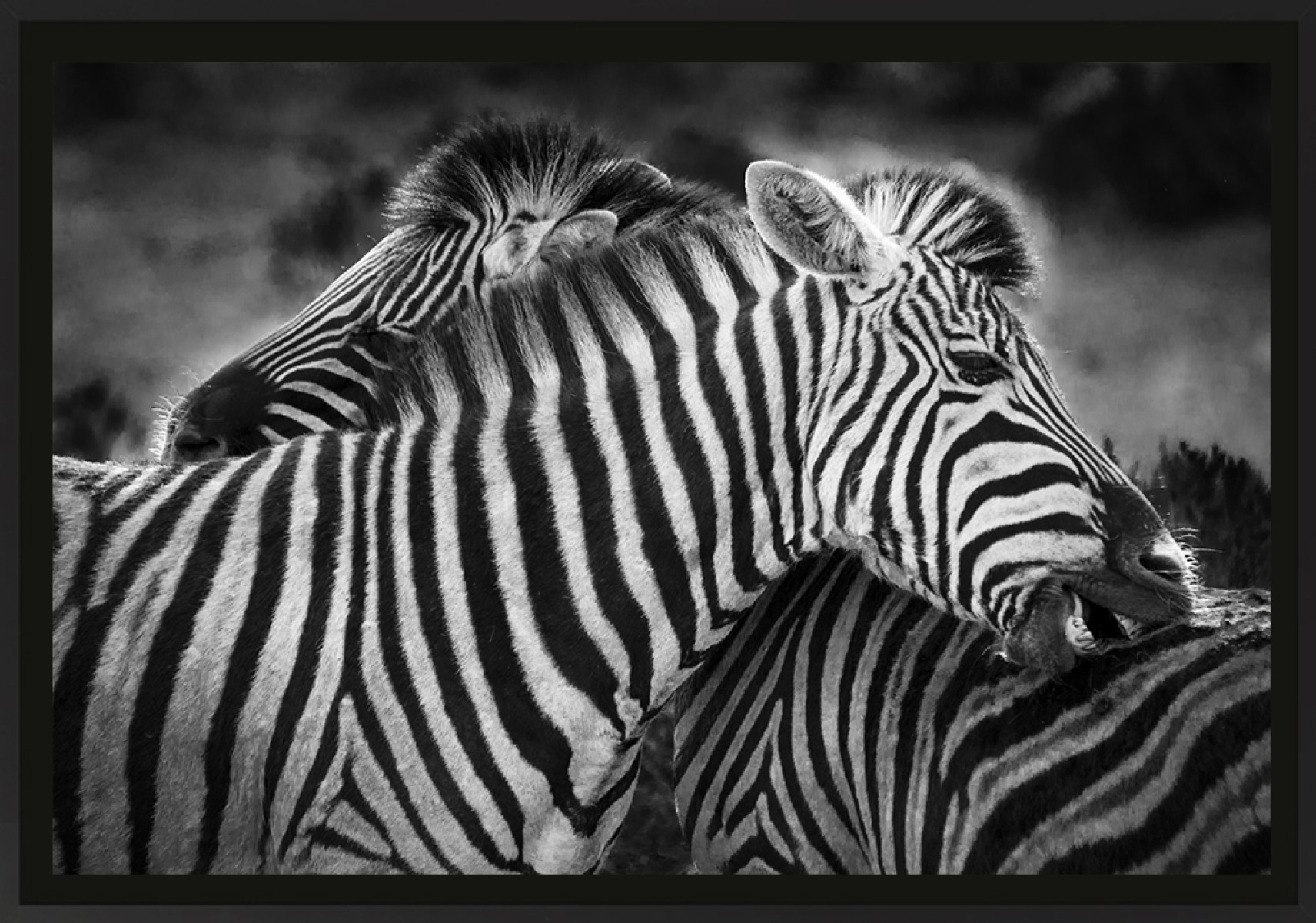 Calin de zebres, de Franck Nemni The Art Cycle