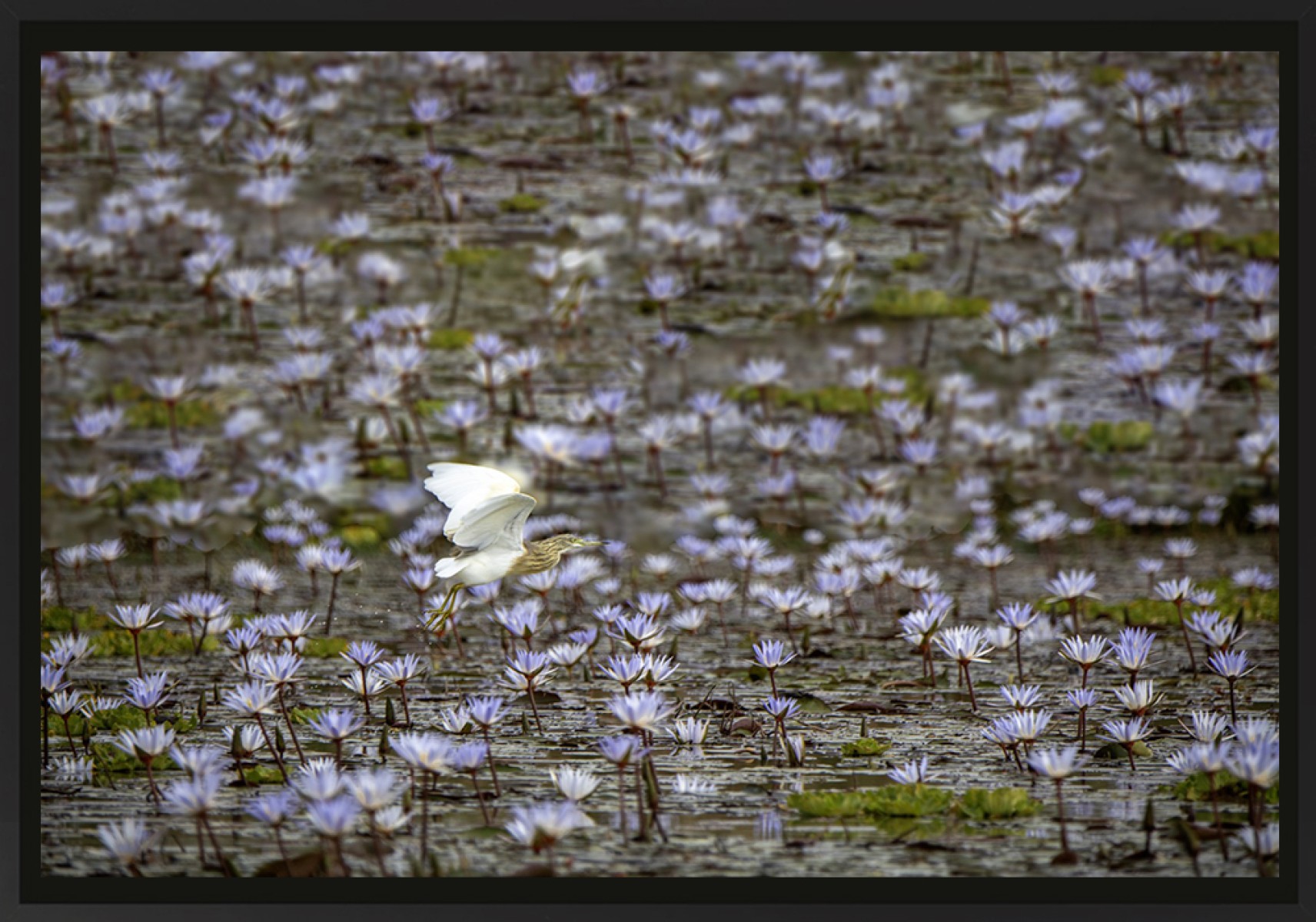 Des ailes et des fleurs, de Franck Nemni The Art Cycle