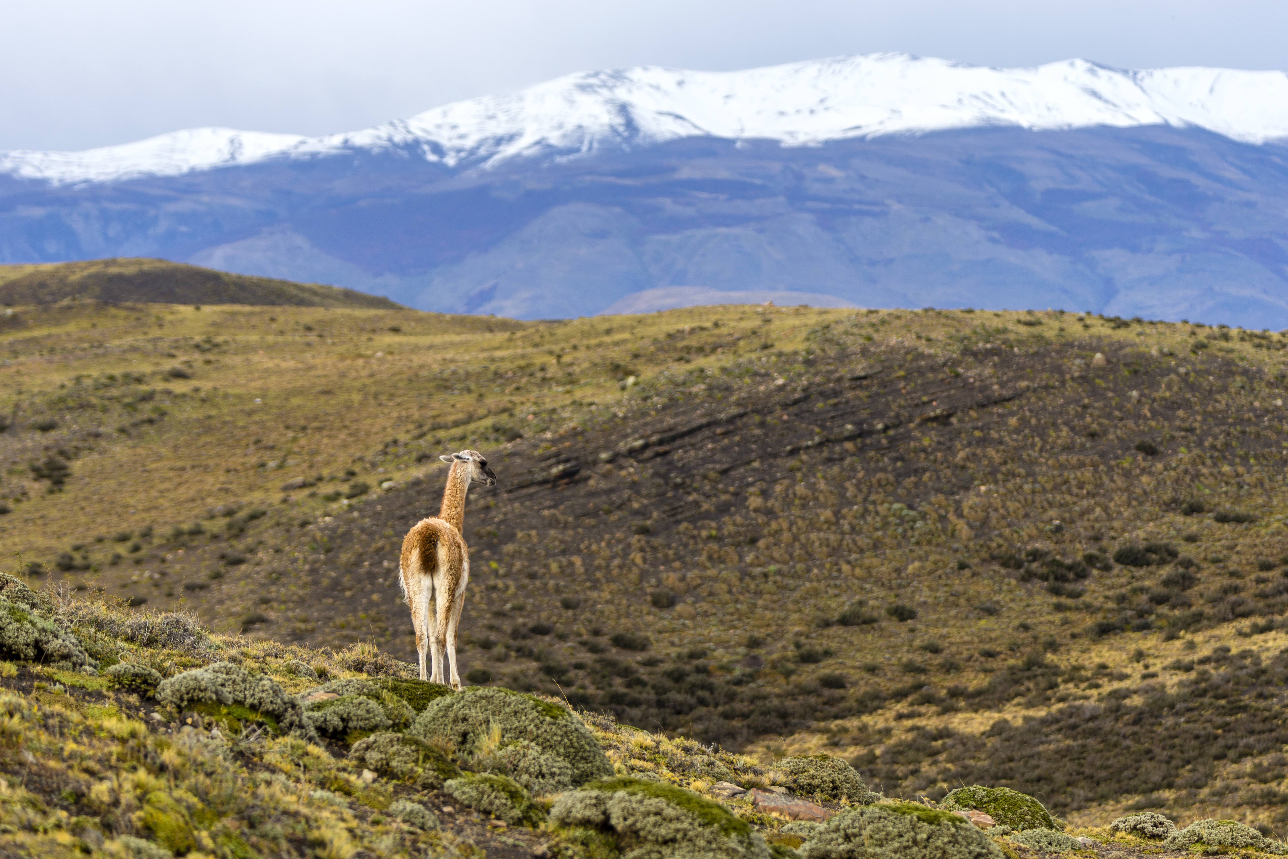 francknemni guanaco photographie paysage theartcycle photo_principale.jpg The Art Cycle
