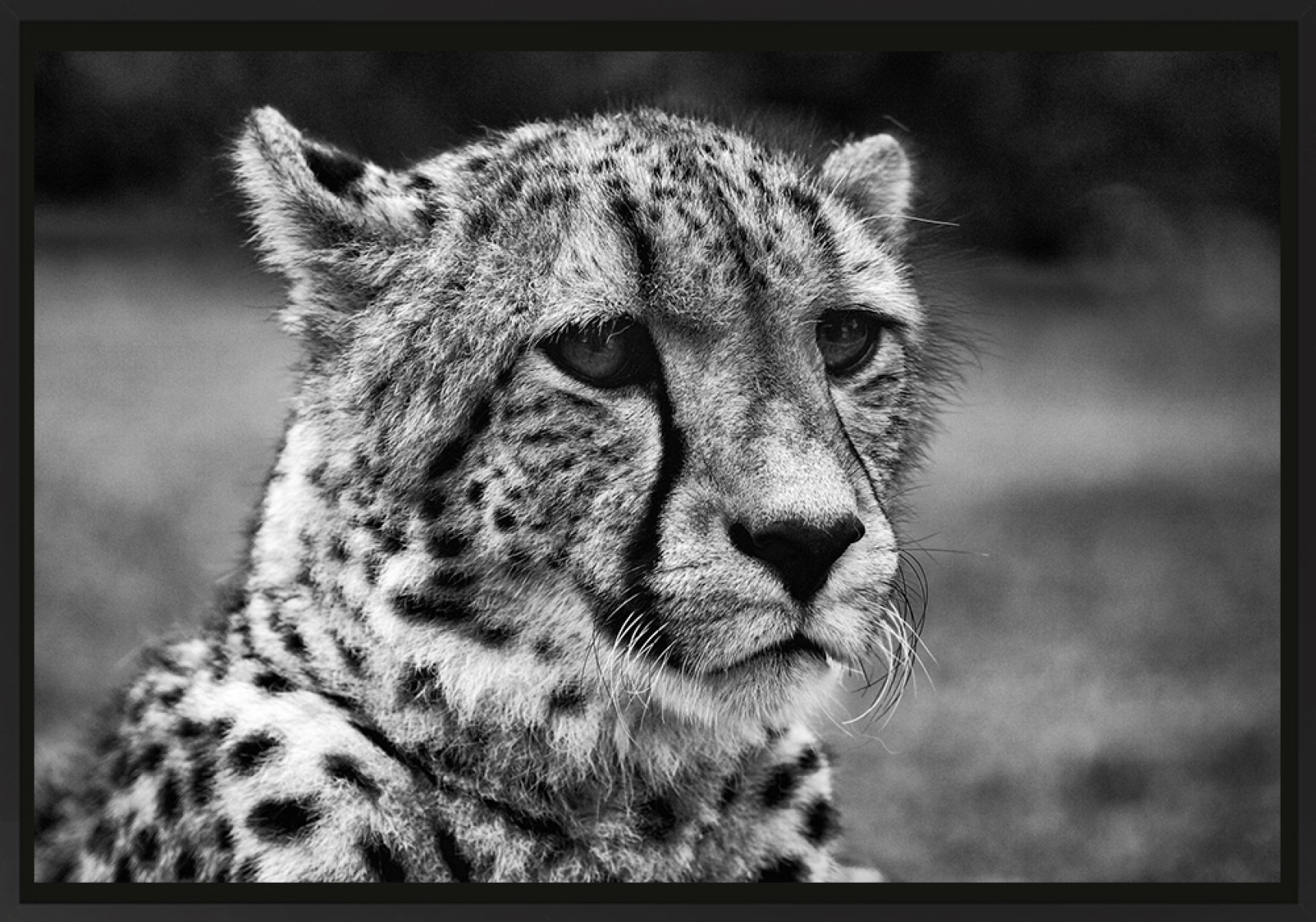 Le guepard, de Franck Nemni The Art Cycle