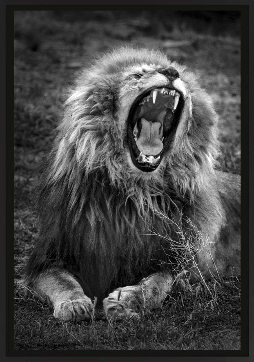 Le Lion, de Franck Nemni The Art Cycle
