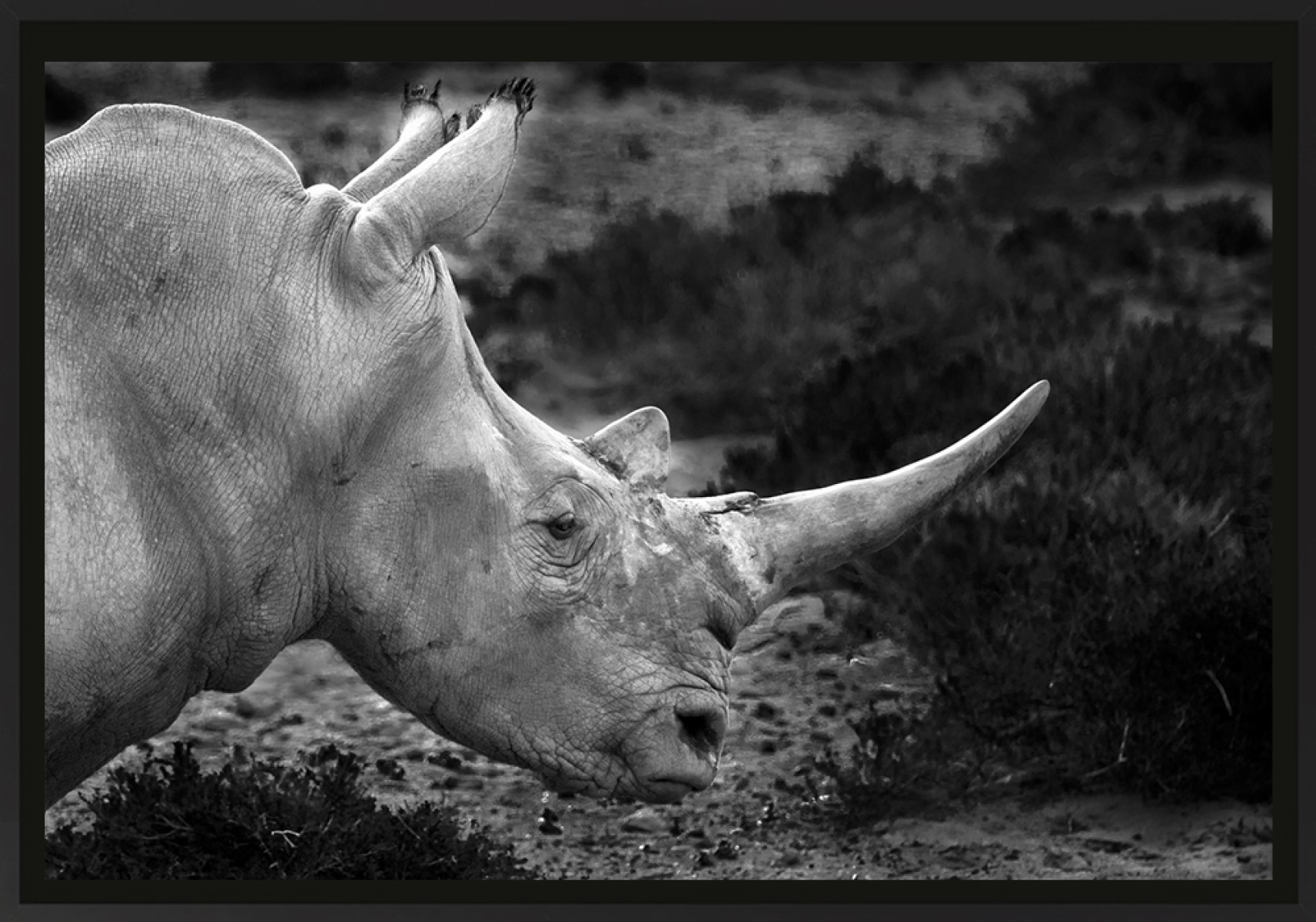 Le Rhino, de Franck Nemni The Art Cycle