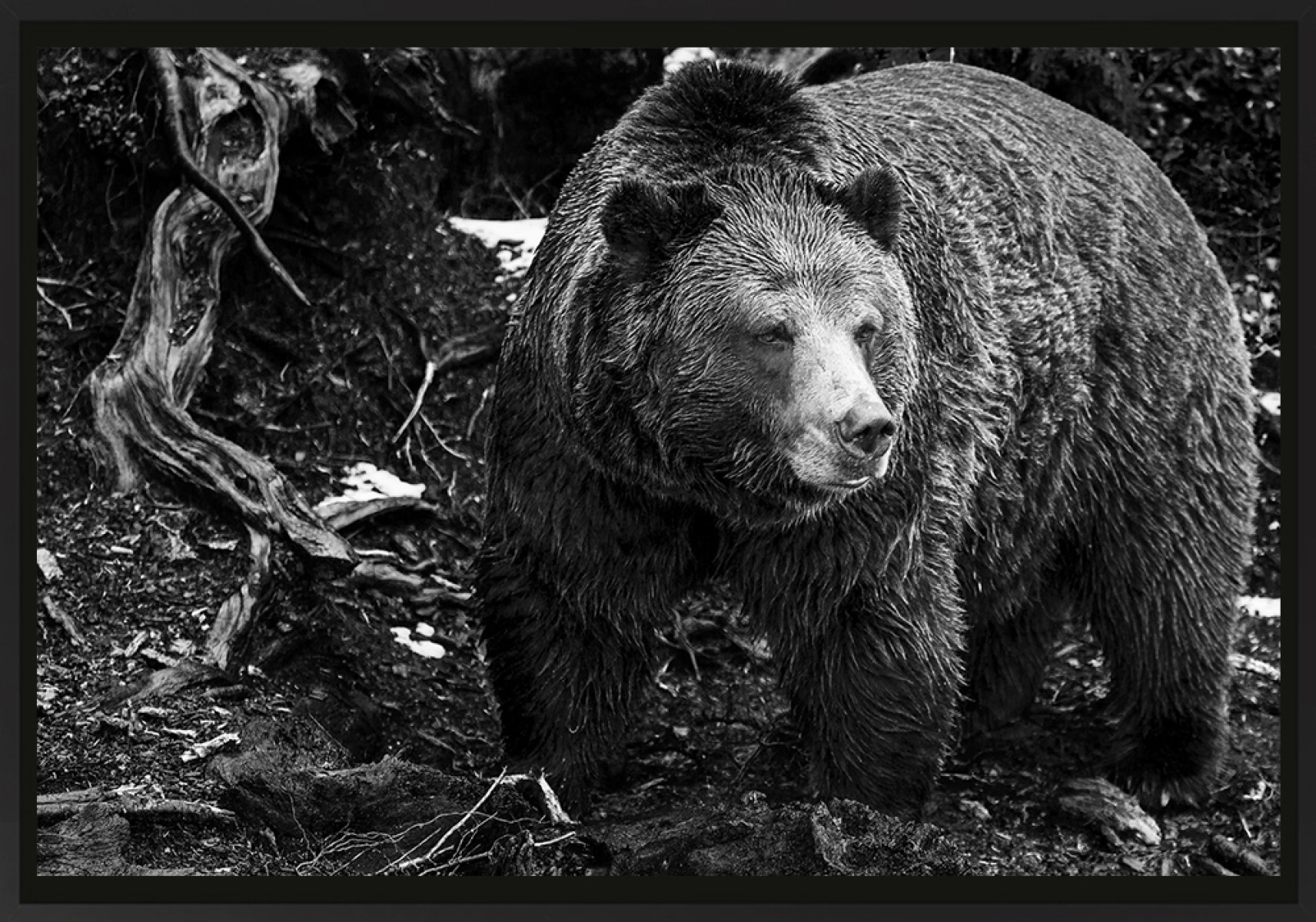 Ours, de Franck Nemni The Art Cycle