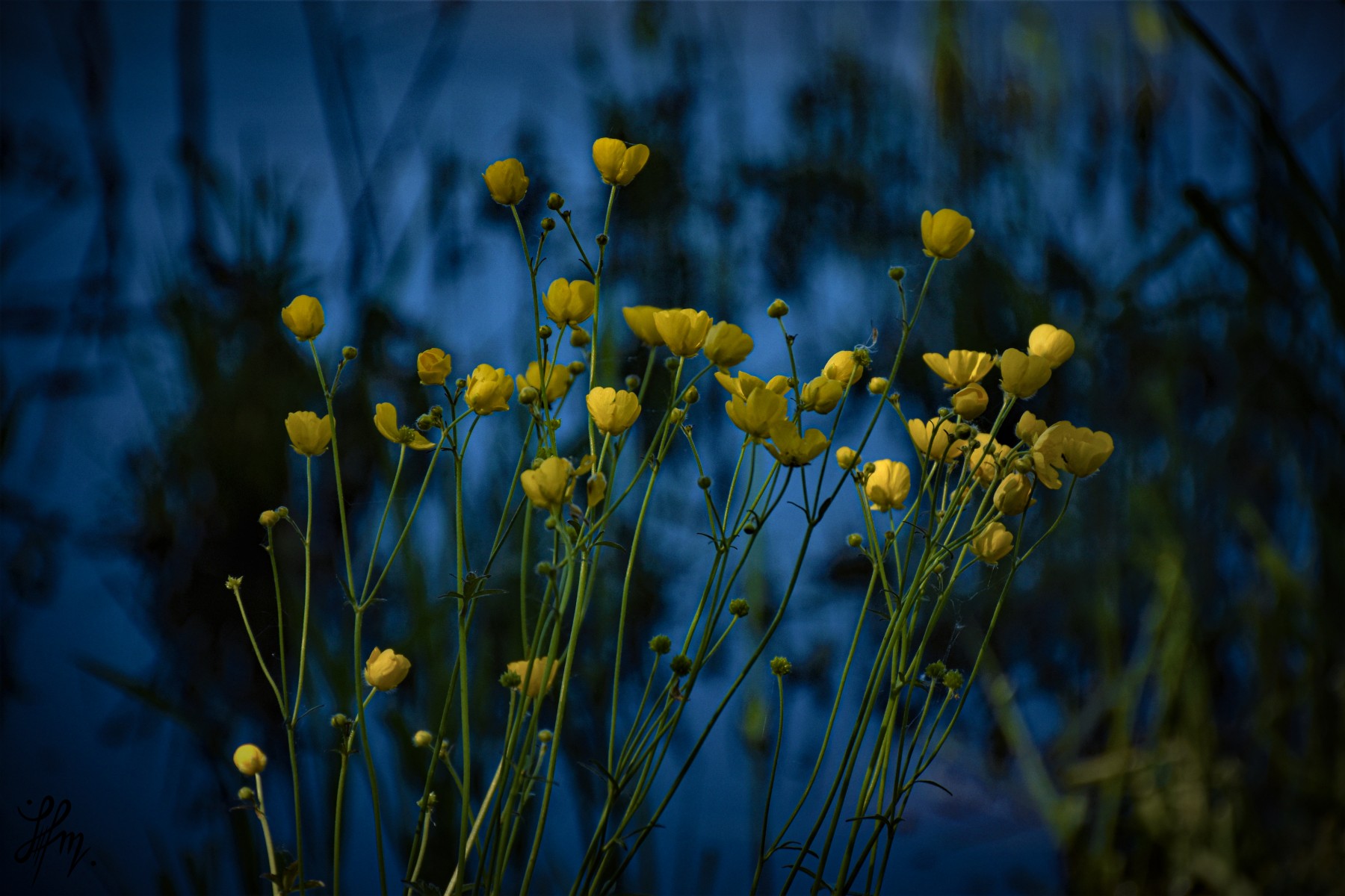 Eclos stellaires dans les eaux sombres , de Helia Mey The Art Cycle