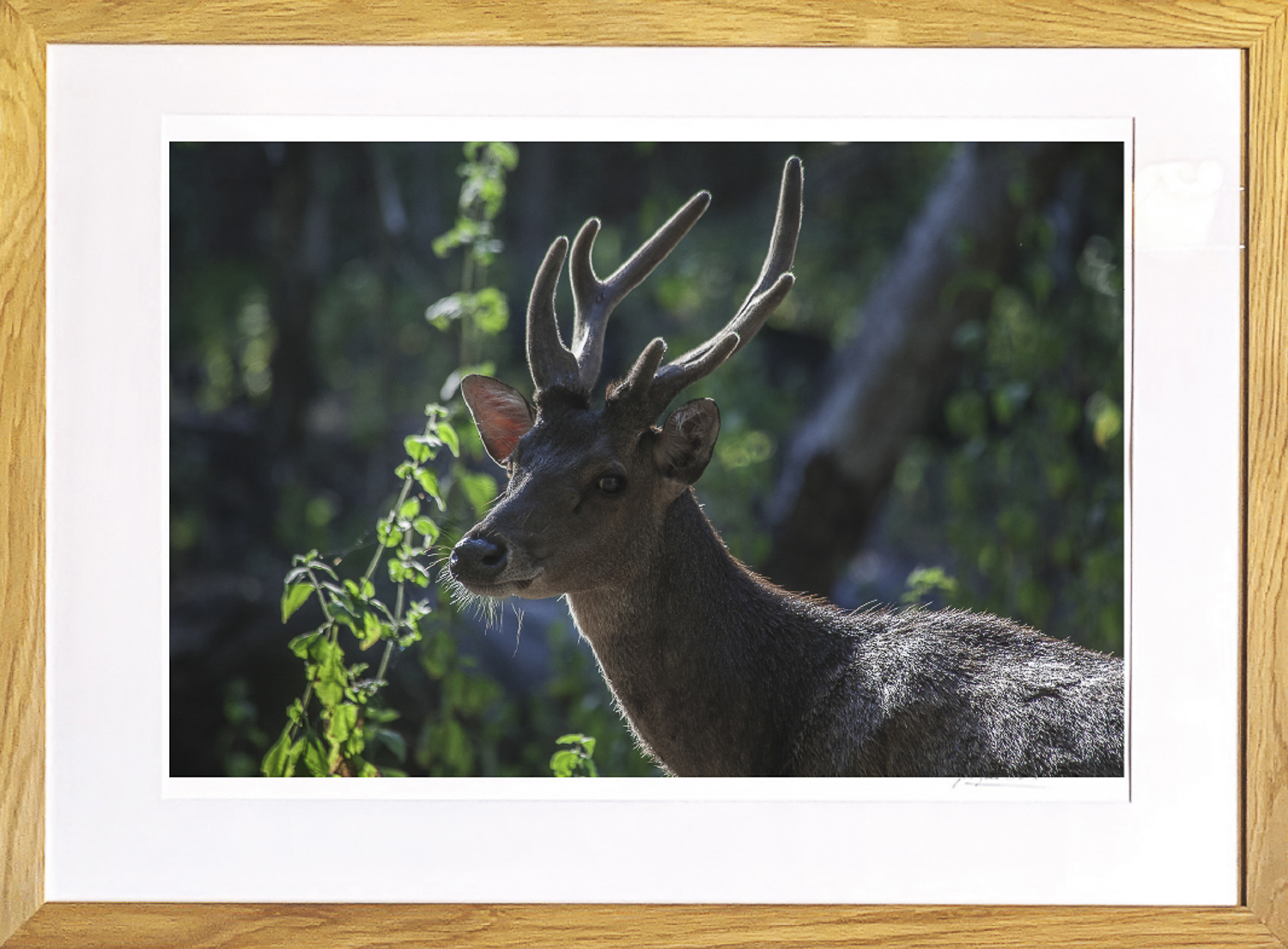 Biche sur l'ile de Komodo, de Jacques Bravo The Art Cycle