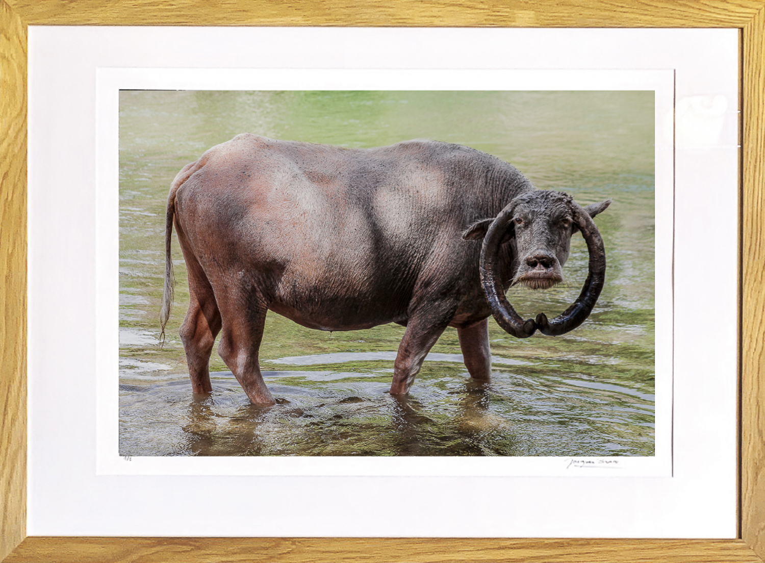 Buffle,Ile de Sumba, de Jacques Bravo The Art Cycle