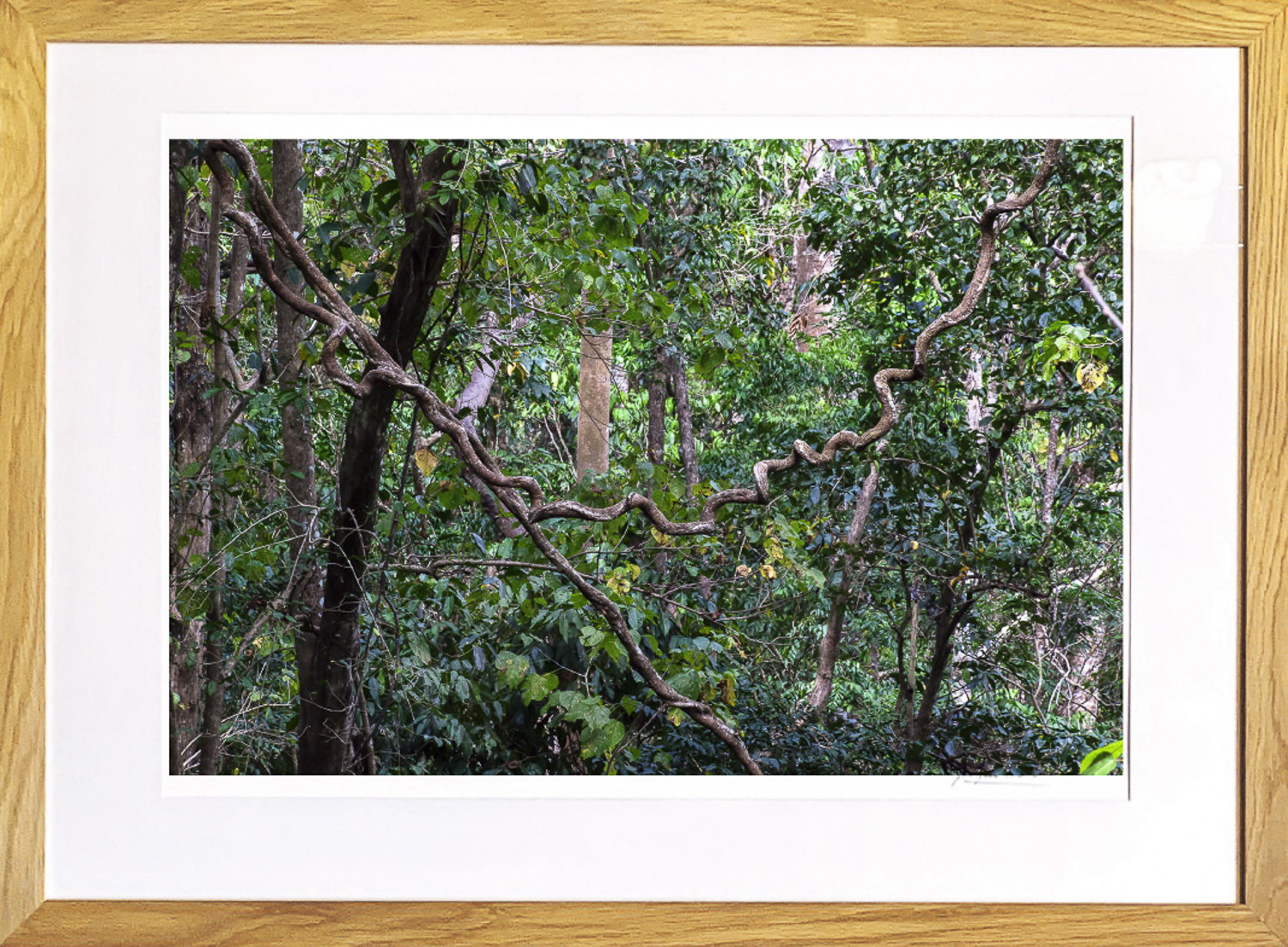 Forêt impénétrable à Sumba, de Jacques Bravo The Art Cycle
