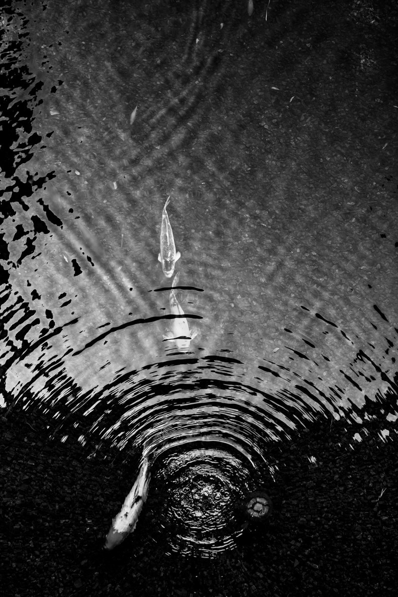 Beaucoup Fish, de Matthieu Grospiron The Art Cycle