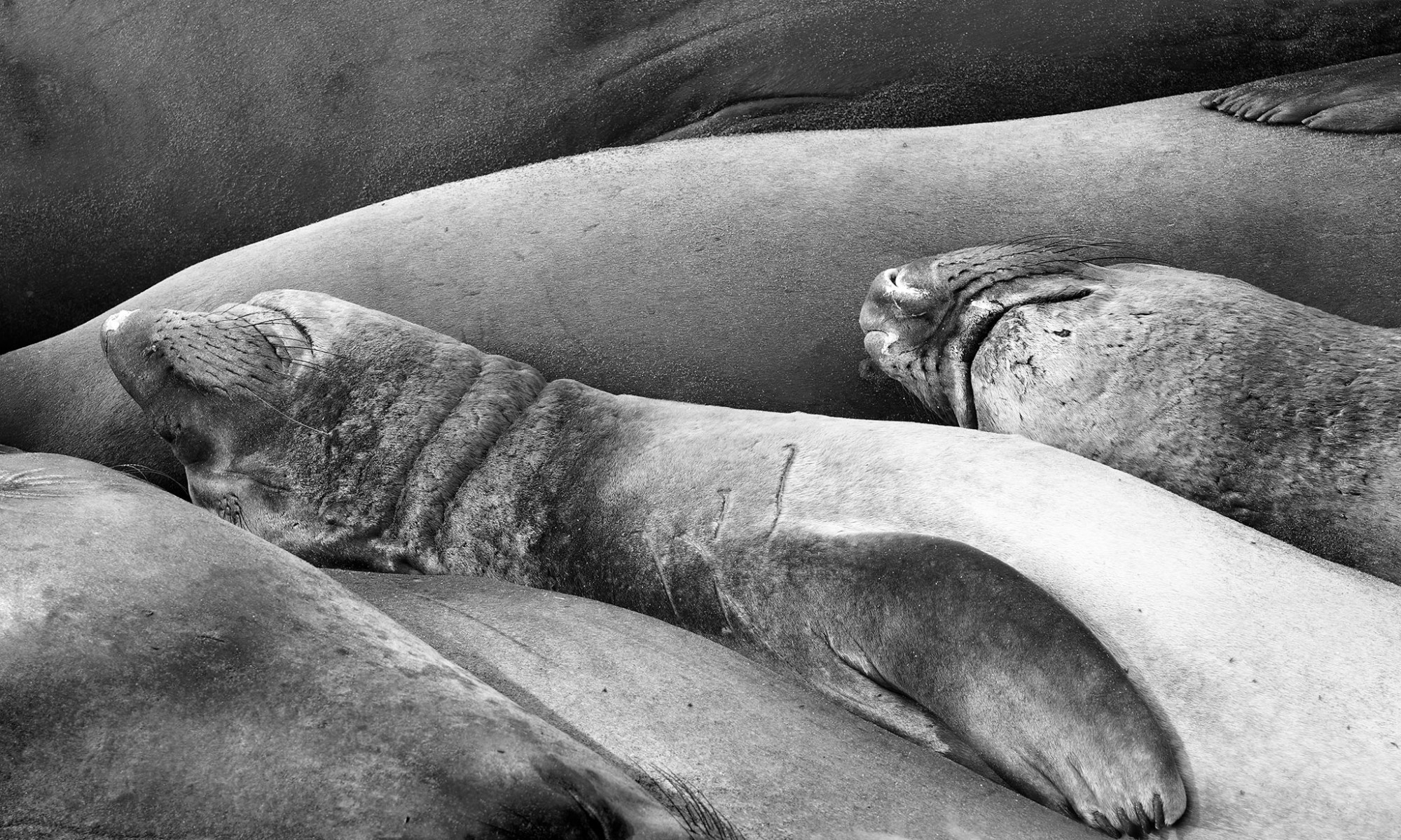 La sieste du phoque, de Matthieu Grospiron The Art Cycle
