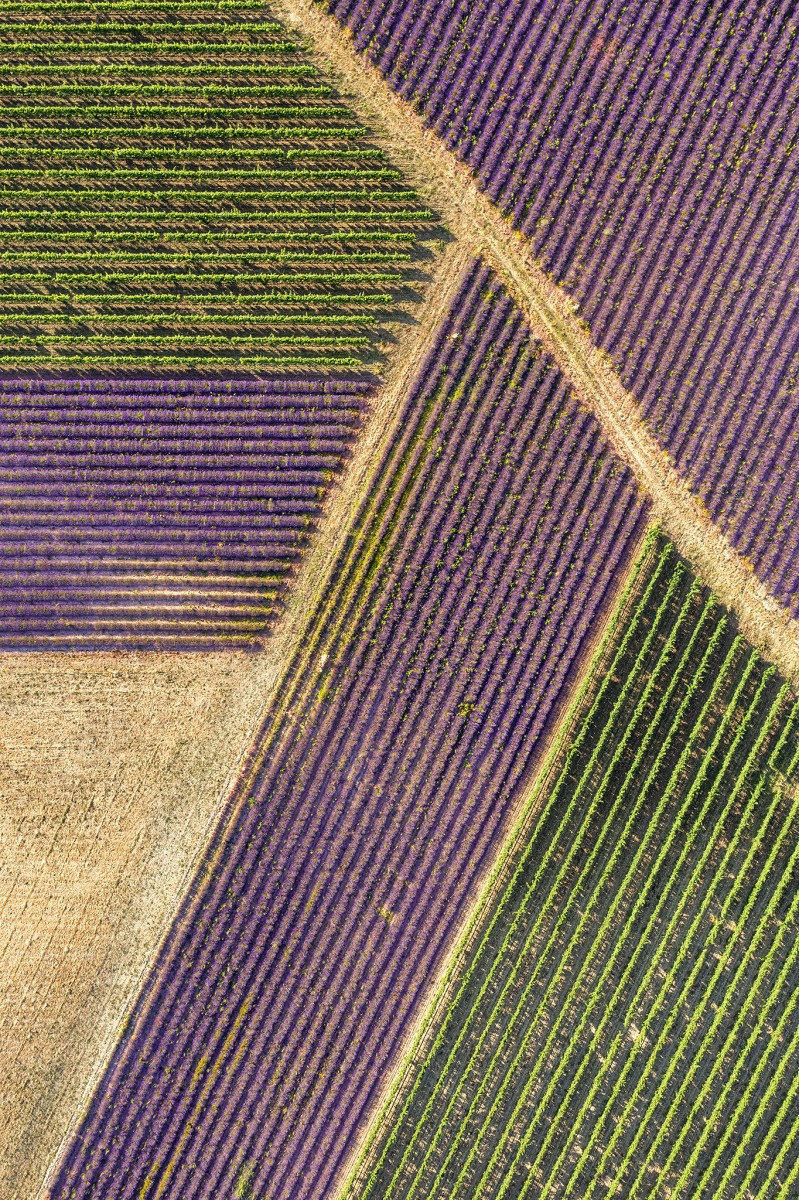 Lavandes et vignes, de Matthieu Grospiron The Art Cycle