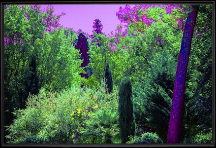 La Machotte Les Arbres, de Danielle Aspis The Art Cycle