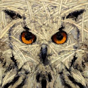 Owl Out Of Woods, de Frédéric Durieu Nathalie Erin The Art Cycle