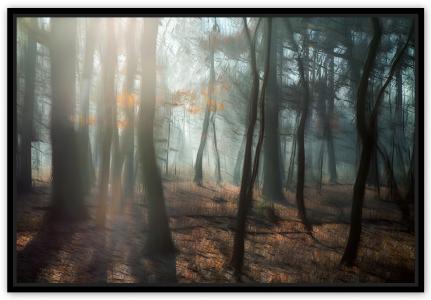 Brume en forêt, de Fan Li The Art Cycle