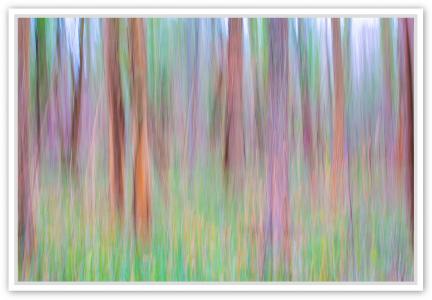 Le printemps dans la forêt, de Fan Li The Art Cycle