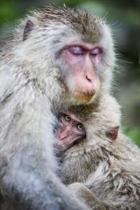 Tendresse, de Franck Nemni The Art Cycle