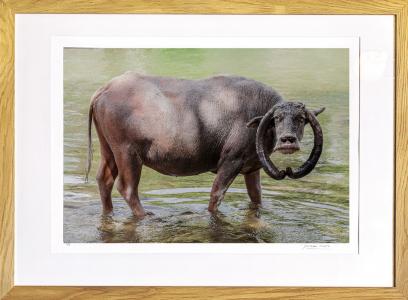 Buffle,Ile de Sumba, de Jacques Bravo The Art Cycle