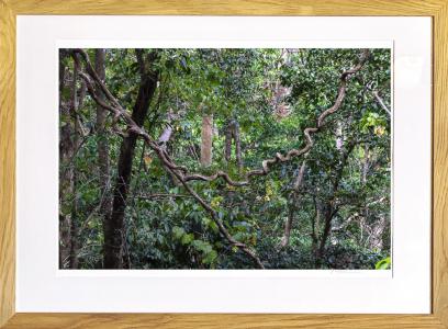 Forêt impénétrable à Sumba, de Jacques Bravo The Art Cycle