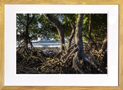 Mangrove à Rinca Desa, Petites iles de la So, de Jacques Bravo The Art Cycle