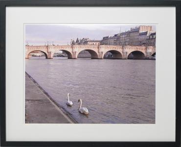 Les cygnes, de LR . The Art Cycle