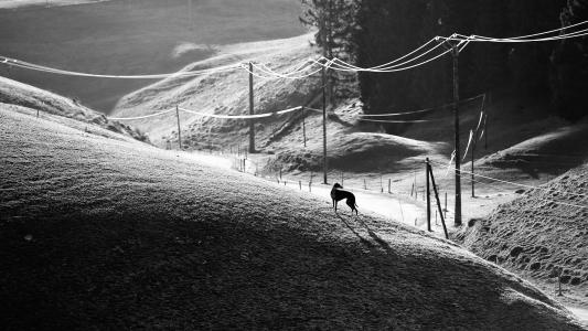 Black dog, de Matthieu Grospiron The Art Cycle