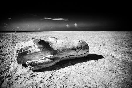 Moby, de Matthieu Grospiron The Art Cycle