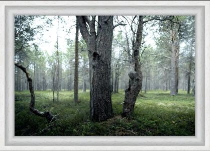 Forêt 2, de Pierre Chancy The Art Cycle