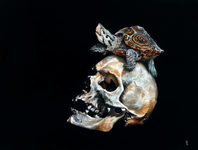 Malaclemys terrapin, de Simon Levasseur The Art Cycle