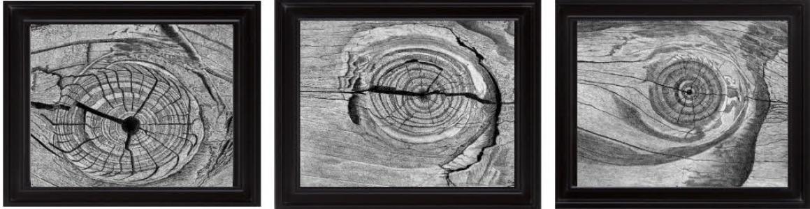 Regards forestiers, de Sandrine Piegay The Art Cycle