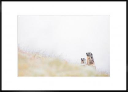 Douceur de Marmottes, de Thomas Delahaye The Art Cycle