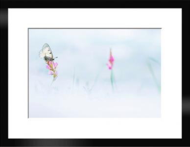 Semi Apollon et Sainfoin, de Thomas Delahaye The Art Cycle