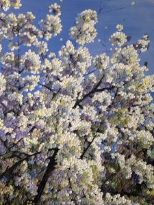 Printemps - Cerisier de Luynes, de Xi Chen The Art Cycle