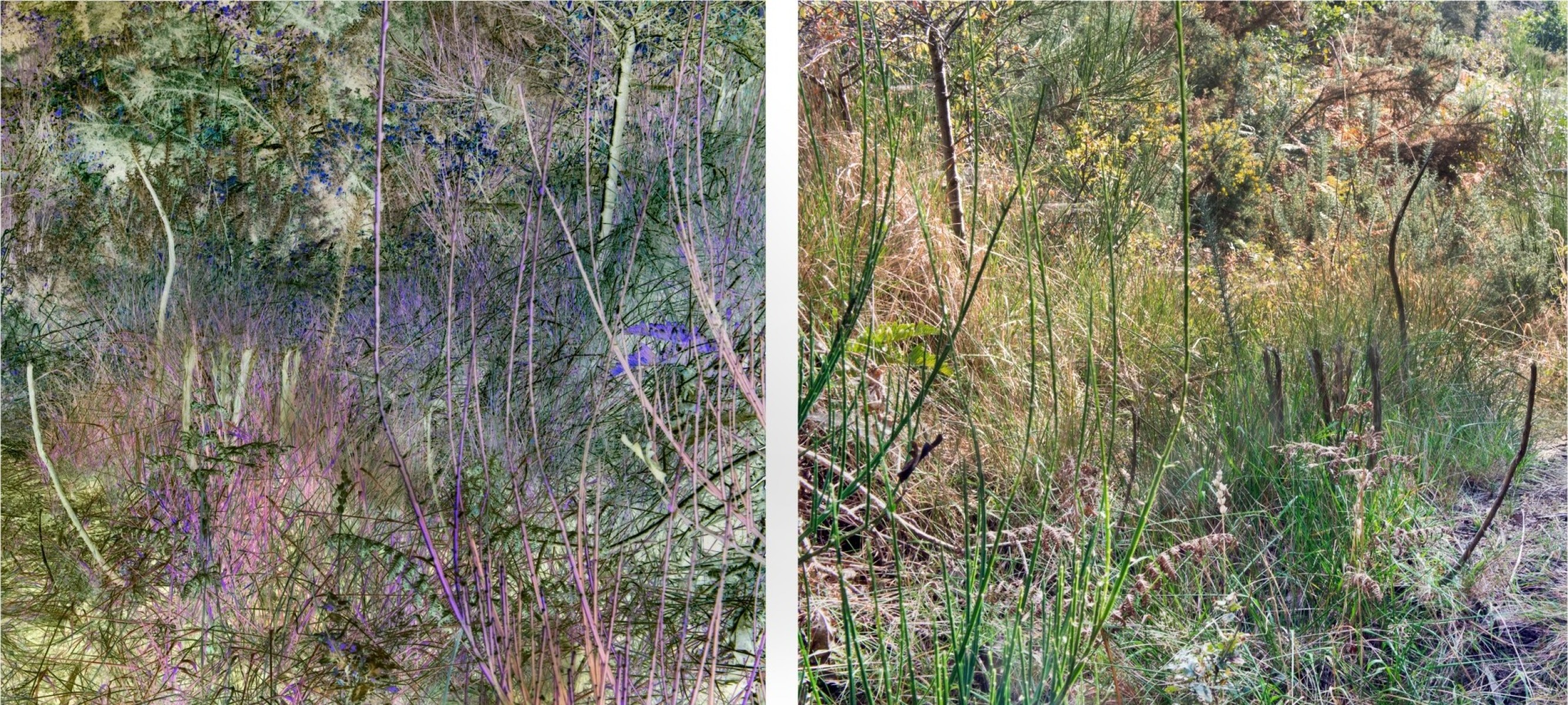 Les contraires sont vrais 7 sur 11, de Nicolas Lespagnol The Art Cycle