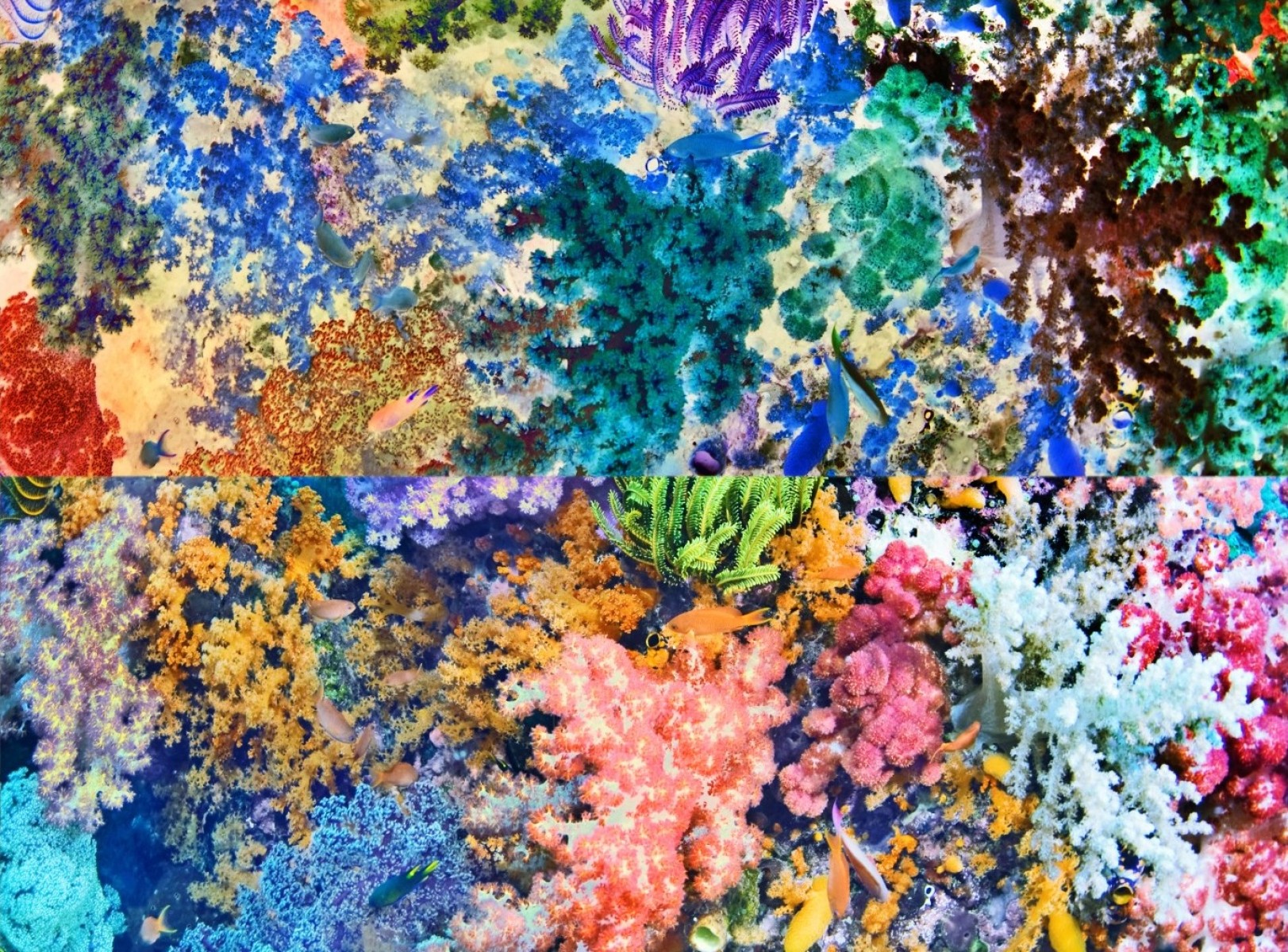 Océanic flora 2 sur 25, de Nicolas Lespagnol The Art Cycle