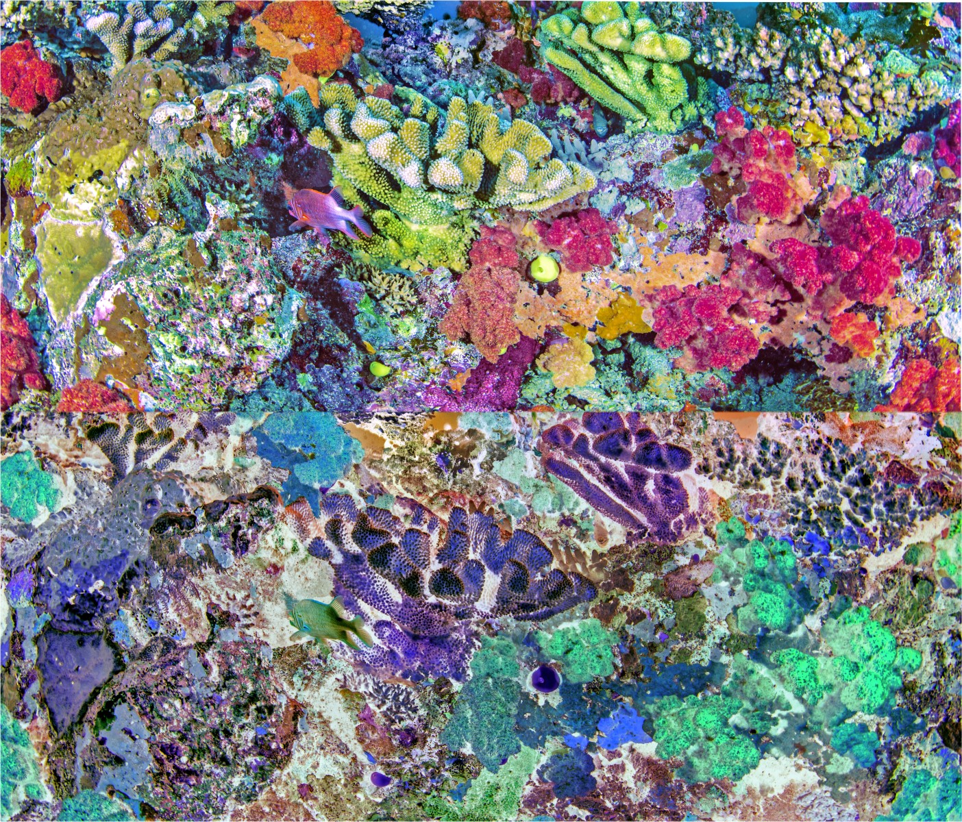 Océanic flora 3 sur 25, de Nicolas Lespagnol The Art Cycle