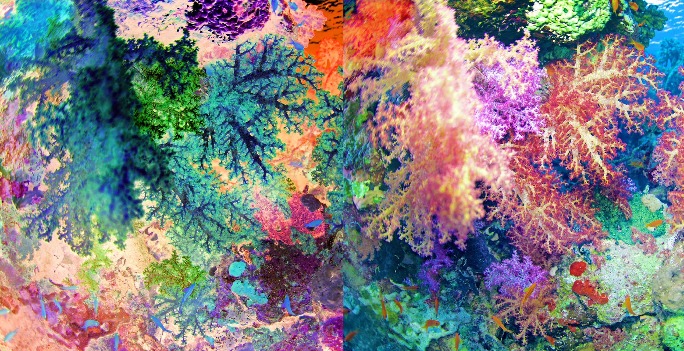 Océanic flora 4 sur 25, de Nicolas Lespagnol The Art Cycle