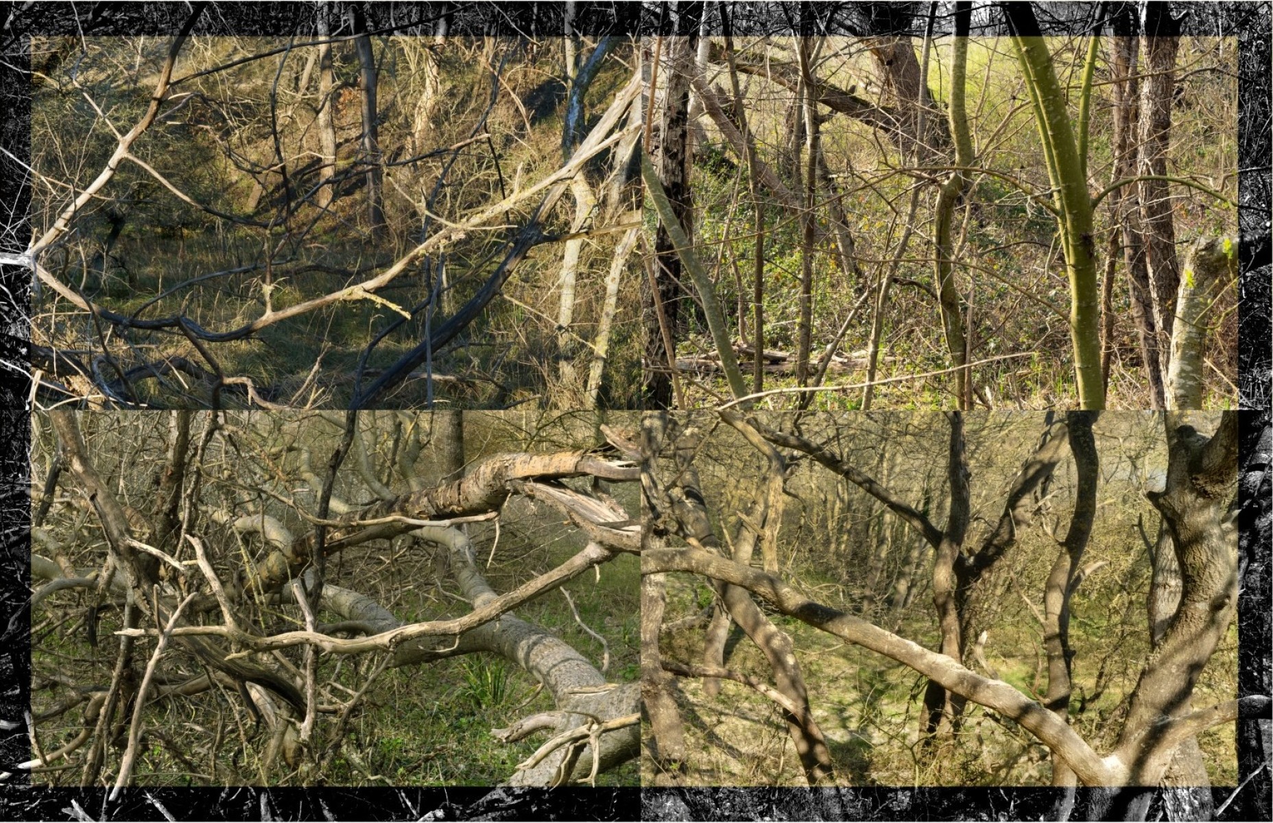 nicolaslespagnol paysagessoudes3sur38 theartcycle photo_principale 1878594959.jpeg The Art Cycle