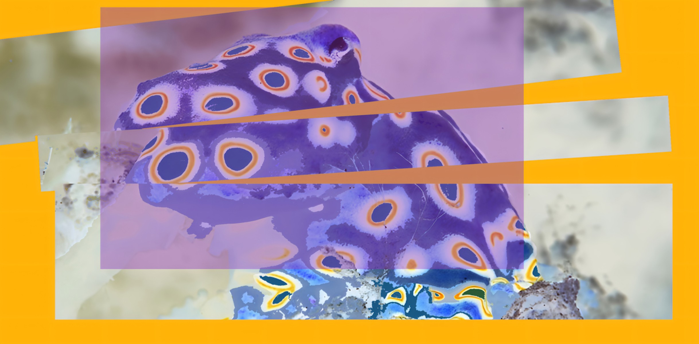 pascalmaupas octopusattentifor44x90cm theartcycle photo_principale 438137585.jpeg The Art Cycle